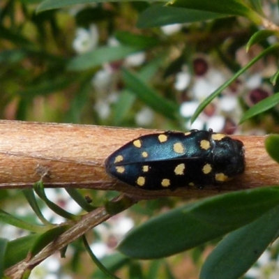Diphucrania duodecimmaculata (12-spot jewel beetle) at Boro, NSW - 28 Dec 2021 by Paul4K