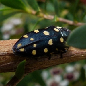 Diphucrania duodecimmaculata at Boro, NSW - 28 Dec 2021