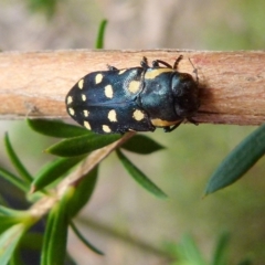 Diphucrania duodecimmaculata at Boro, NSW - 28 Dec 2021