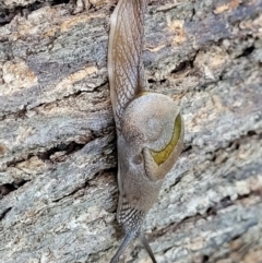 Helicarion cuvieri (A Semi-slug) at Ulladulla, NSW - 30 Dec 2021 by trevorpreston