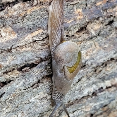 Helicarion cuvieri (A Semi-slug) at Ulladulla, NSW - 30 Dec 2021 by tpreston