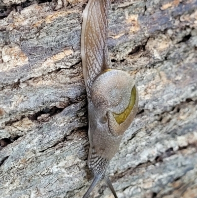 Helicarion cuvieri (A Semi-slug) at Ulladulla, NSW - 30 Dec 2021 by trevorpreston