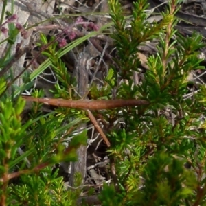 Keyacris scurra at Borough, NSW - 28 Dec 2021