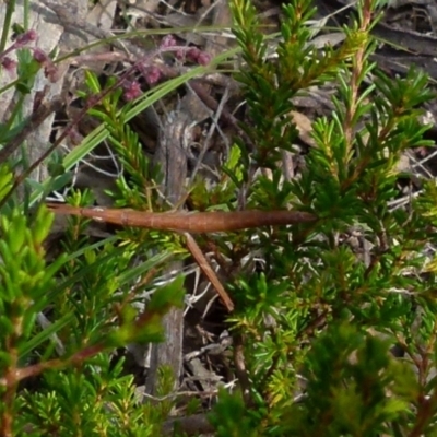 Keyacris scurra (Key's Matchstick Grasshopper) at Boro - 28 Dec 2021 by Paul4K