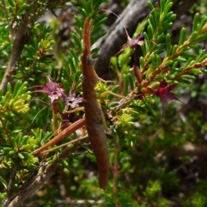 Keyacris scurra at Borough, NSW - 28 Dec 2021