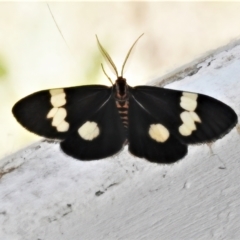 Nyctemera amicus (Senecio Moth, Magpie Moth, Cineraria Moth) at Rendezvous Creek, ACT - 30 Dec 2021 by JohnBundock