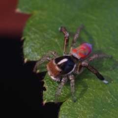 Maratus pavonis (Dunn's peacock spider) at Macgregor, ACT - 7 Oct 2021 by Caric