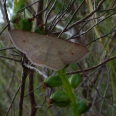 Epicyme rubropunctaria (Red-spotted Delicate) at Boro, NSW - 28 Dec 2021 by Paul4K