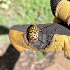 Neorrhina punctata (Spotted flower chafer) at Narrabundah, ACT - 30 Dec 2021 by RobynP