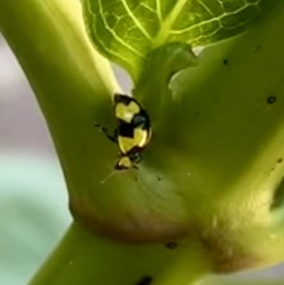 Illeis galbula (Fungus-eating Ladybird) at Narrabundah, ACT - 30 Dec 2021 by RobynP