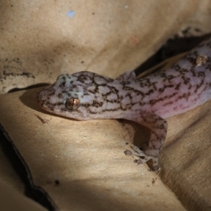 Christinus marmoratus at Macgregor, ACT - 23 Dec 2021