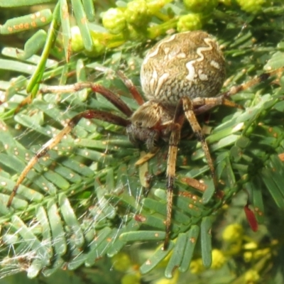 Araneus hamiltoni (Hamilton's Orb Weaver) at Lake George, NSW - 24 Dec 2021 by Christine