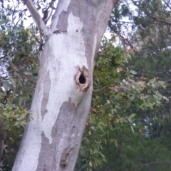 Trichoglossus moluccanus at Red Hill, ACT - 14 Dec 2021