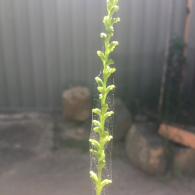 Microtis sp. (Onion Orchid) at Macquarie, ACT - 30 Dec 2021 by dgb900