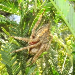 Araneinae (subfamily) (Orb weaver) at Lake George, NSW - 24 Dec 2021 by Christine