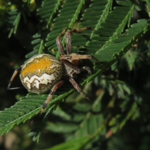 Salsa fuliginata at Lake George, NSW - 24 Dec 2021