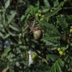 Salsa fuliginata at Lake George, NSW - 24 Dec 2021