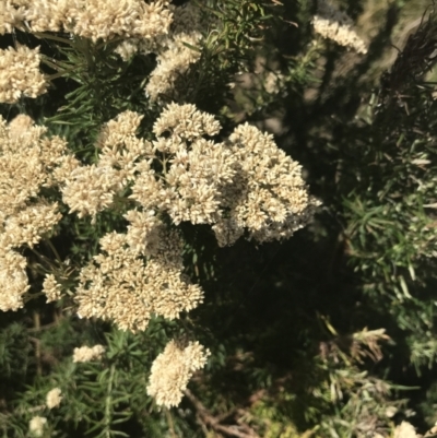 Cassinia aculeata subsp. aculeata (Dolly Bush, Common Cassinia, Dogwood) at Rhyll, VIC - 16 Dec 2021 by Tapirlord