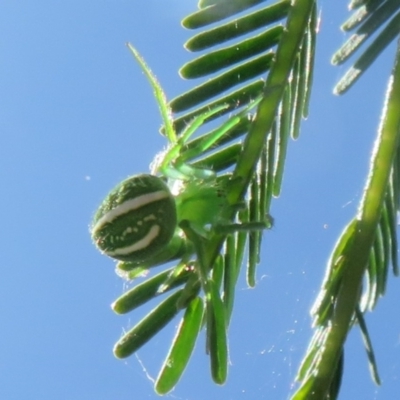 Araneus ginninderranus (Dondale's Orb-weaver) at Lake George, NSW - 24 Dec 2021 by Christine