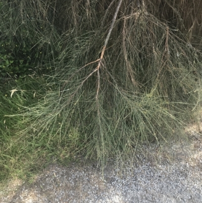 Allocasuarina verticillata (Drooping Sheoak) at Cowes, VIC - 16 Dec 2021 by Tapirlord