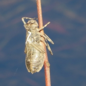 Anisoptera (suborder) at Wollogorang, NSW - 24 Dec 2021 05:00 PM