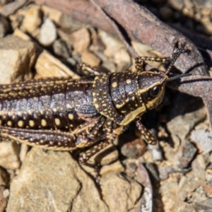 Monistria concinna at Cotter River, ACT - 17 Dec 2021