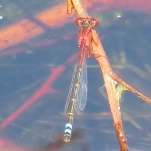 Xanthagrion erythroneurum at Wollogorang, NSW - 24 Dec 2021