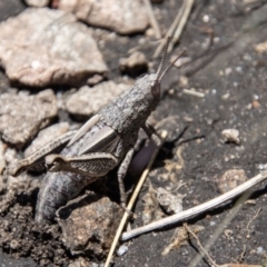 Genus novum 18 sp. 1 (Undescribed) at Cotter River, ACT - 17 Dec 2021