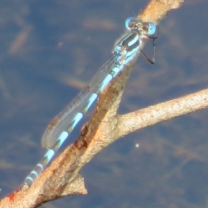 Austrolestes annulosus at Wollogorang, NSW - 24 Dec 2021