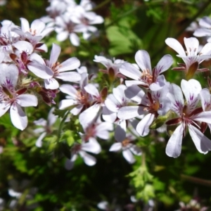 Pelargonium australe at Rendezvous Creek, ACT - 30 Dec 2021 11:06 AM