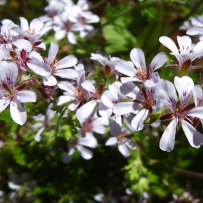 Pelargonium australe (Austral Stork's-bill) at Rendezvous Creek, ACT - 30 Dec 2021 by JohnBundock