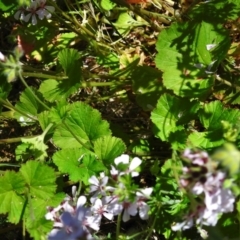 Pelargonium australe at Rendezvous Creek, ACT - 30 Dec 2021