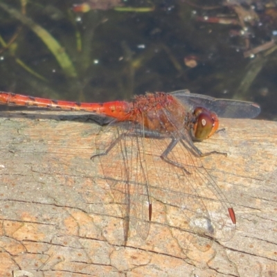 Diplacodes bipunctata (Wandering Percher) at Wollogorang, NSW - 24 Dec 2021 by Christine