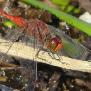 Diplacodes bipunctata at Wollogorang, NSW - 24 Dec 2021