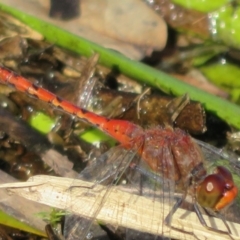 Diplacodes bipunctata at Wollogorang, NSW - 24 Dec 2021