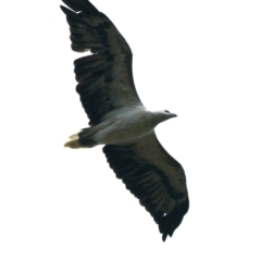 Haliaeetus leucogaster (White-bellied Sea-Eagle) at Stromlo, ACT - 28 Dec 2021 by jb2602
