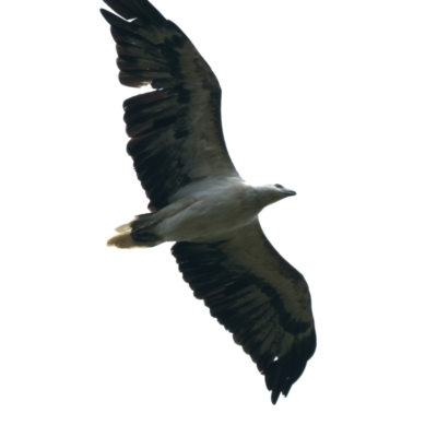 Haliaeetus leucogaster (White-bellied Sea-Eagle) at Stony Creek - 28 Dec 2021 by jb2602