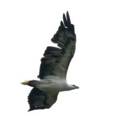 Haliaeetus leucogaster at Stromlo, ACT - 28 Dec 2021