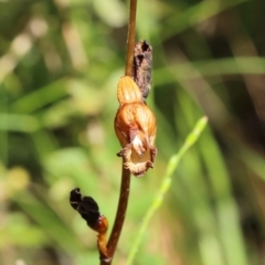 Gastrodia sesamoides (Cinnamon Bells) at Woodlands, NSW - 28 Dec 2021 by Snowflake