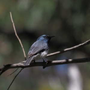 Myiagra rubecula at Stromlo, ACT - 9 Nov 2021