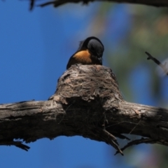 Myiagra rubecula at Stromlo, ACT - 9 Nov 2021