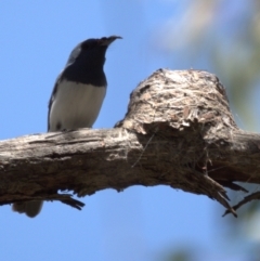 Myiagra rubecula at Stromlo, ACT - 9 Nov 2021