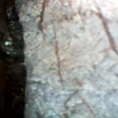 Callocephalon fimbriatum at Kambah, ACT - 8 Dec 2021