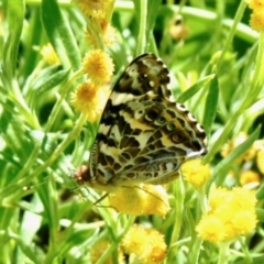 Vanessa kershawi (Australian Painted Lady) at Aranda, ACT - 29 Dec 2021 by KMcCue