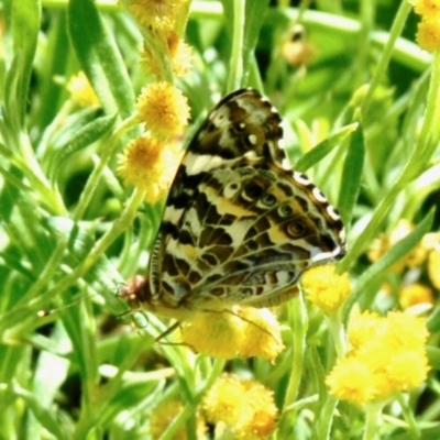 Vanessa kershawi (Australian Painted Lady) at Aranda, ACT - 29 Dec 2021 by KMcCue