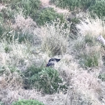 Porphyrio melanotus (Australasian Swamphen) at Summerlands, VIC - 16 Dec 2021 by Tapirlord