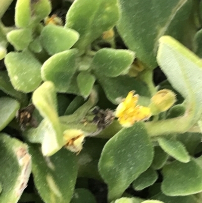 Tetragonia implexicoma (Bower Spinach) at Summerlands, VIC - 16 Dec 2021 by Tapirlord