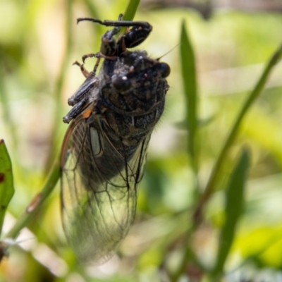 Cicadettini sp. (tribe) (Cicada) at Cotter River, ACT - 17 Dec 2021 by SWishart