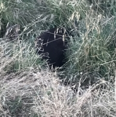 Wallabia bicolor (Swamp Wallaby) at Summerlands, VIC - 16 Dec 2021 by Tapirlord