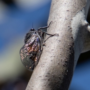 Yoyetta subalpina at Cotter River, ACT - 17 Dec 2021